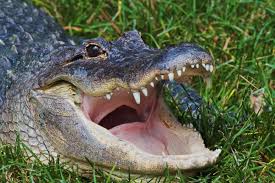 Alligator Growth can Correlate to Age